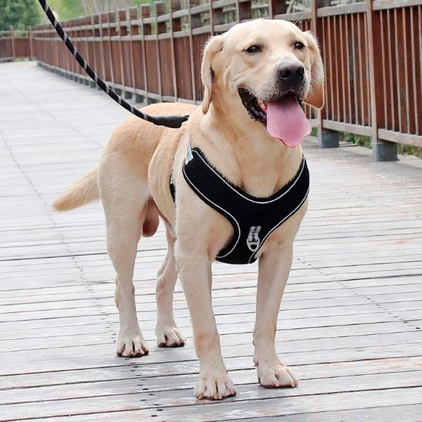 PETBABAS Reflective Adjustable Pet Leash for Dogs