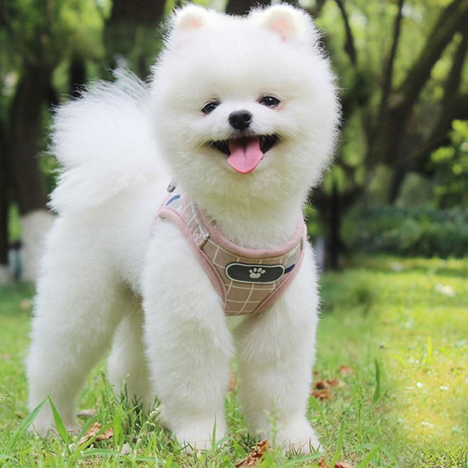 PETBABAS Adjustable Comfort Harness for Dog and Cat