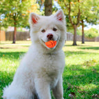 Petbabas Interactive Playing Ball for Dogs