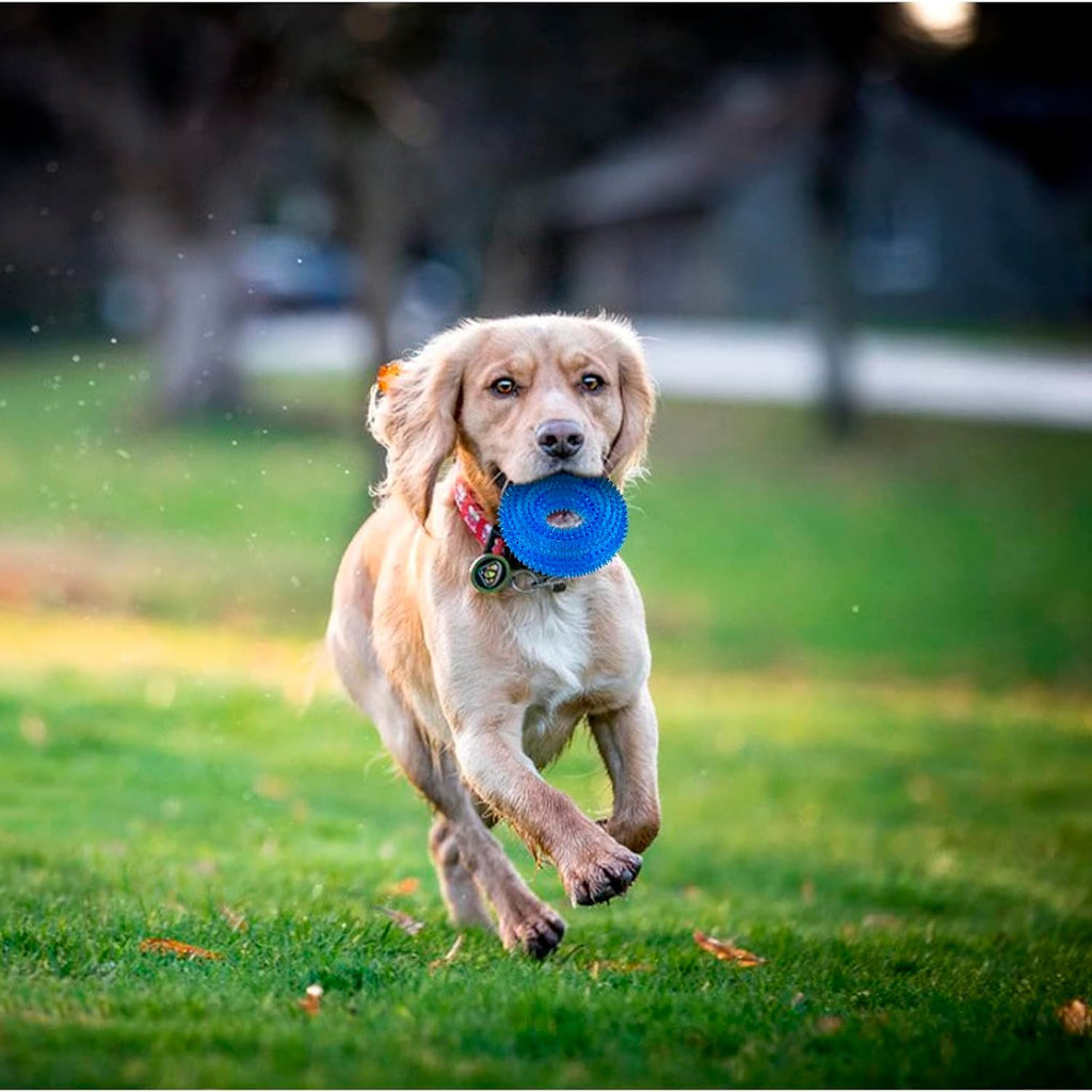 Petbabas Squeaky Ring Toy|Non- Toxic and Durable Squeaky Ring Shaped Ring Toy