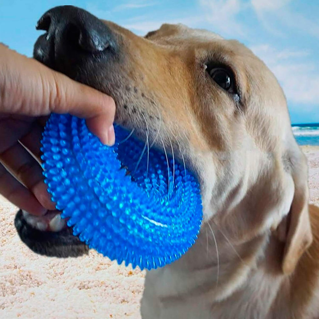 Petbabas Squeaky Ring Toy|Non- Toxic and Durable Squeaky Ring Shaped Ring Toy