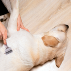 PETBABAS Dog Brush Dogs Comb, 2 in 1 Deshedding Tool